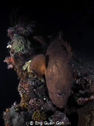 This is Night Dive at Liberty Wreck, Tulamben, Bali, Indo... by Eng Guan Goh 